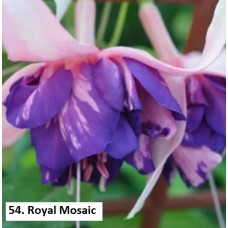054. Фуксия Royal Mosaic