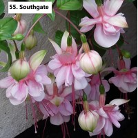 055. Фуксия Southgate