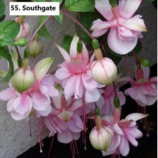 055. Фуксия Southgate