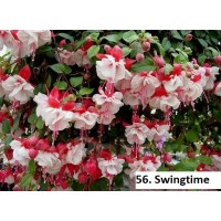 056. Фуксия Swingtime 056. Фуксия Swingtime