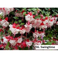 056. Фуксия Swingtime 056. Фуксия Swingtime