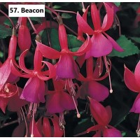 057. Фуксия Beacon