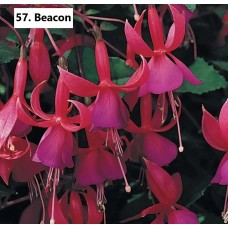 057. Фуксия Beacon