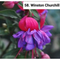 058. Фуксия Winston Churchill 058. Фуксия Winston Churchill