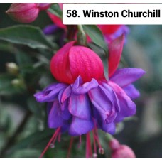 058. Фуксия Winston Churchill