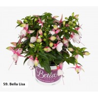 059. Фуксия Bella Lisa 059. Фуксия Bella Lisa