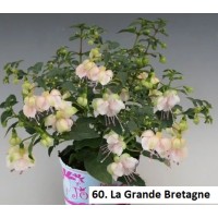 060. Фуксия La Grande Bretagne 060. Фуксия La Grande Bretagne