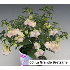 060. Фуксия La Grande Bretagne 060. Фуксия La Grande Bretagne