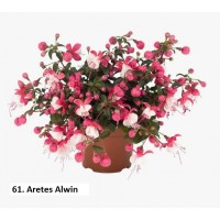 061. Фуксия Aretes Alwin 061. Фуксия Aretes Alwin