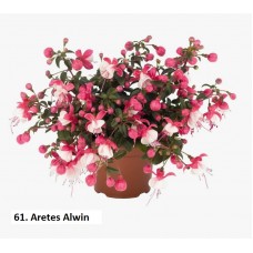 061. Фуксия Aretes Alwin