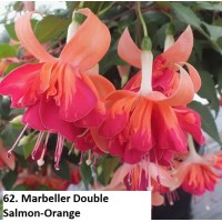 062. Фуксия Marbeller Double Salmon-Orange 062. Фуксия Marbeller Double Salmon-Orange