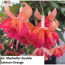 062. Фуксия Marbeller Double Salmon-Orange
