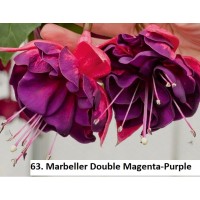 063. Фуксия Marbeller Double Magenta-Purple 063. Фуксия Marbeller Double Magenta-Purple