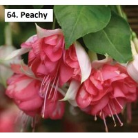 064. Фуксия Peachy 064. Фуксия Peachy
