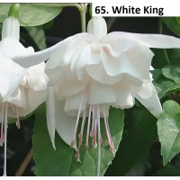 065. Фуксия White King 065. Фуксия White King