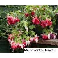 066. Фуксия Seventh Heaven 066. Фуксия Seventh Heaven