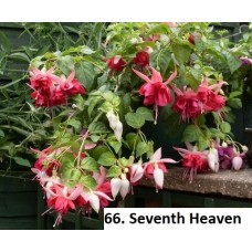 066. Фуксия Seventh Heaven