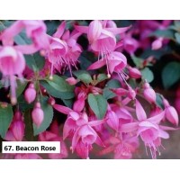 067. Фуксия Beacon Rose