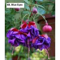 068. Фуксия Blue Eyes 068. Фуксия Blue Eyes