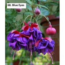 068. Фуксия Blue Eyes