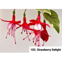 103. Фуксия Strawberry Delight