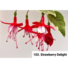 103. Фуксия Strawberry Delight