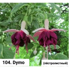 104. Фуксия Dymo