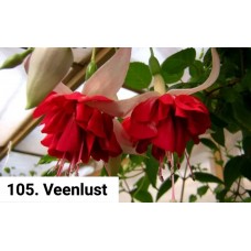 105. Фуксия Veenlust