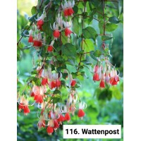 003. Фуксия Wattenpost
