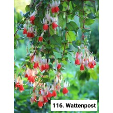 003. Фуксия Wattenpost