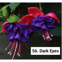 056. Фуксия Dark Eyes