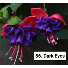 056. Фуксия Dark Eyes