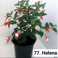 077. Фуксия Helena