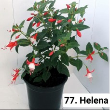 077. Фуксия Helena