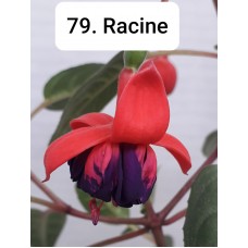 079. Фуксия Racine 