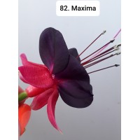 082. Фуксия Maxima 