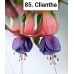 085. Фуксия Cliantha