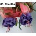 085. Фуксия Cliantha