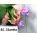 085. Фуксия Cliantha