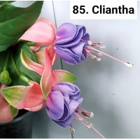 085. Фуксия Cliantha
