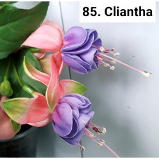 085. Фуксия Cliantha