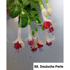 088. Фуксия Deutsche Perle