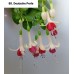088. Фуксия Deutsche Perle