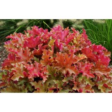 001. Гейхера Мармелад (Marmalade)