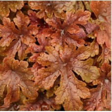 002. Гейхера Баттеред Рум (Buttered Rum)