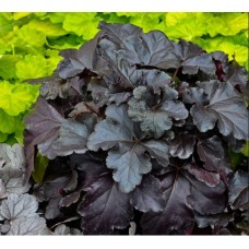 003. Гейхера Блэк Перл (Black Pearl)