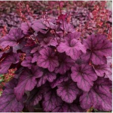 004. Гейхера Вилд Роуз (Wild Rose)