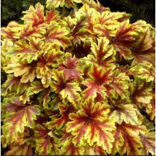 005. Гейхера Голд Зебра (Gold Zebra)