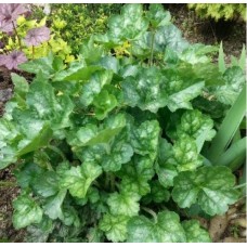 006. Гейхера Грин Ти (Green Tea)