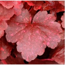 007. Гейхера Галакси (Galaxy)